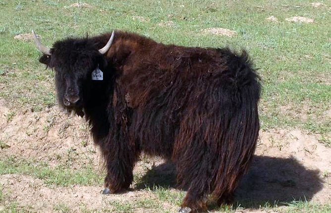 Yaks For Sale – Hay Springs Yaks