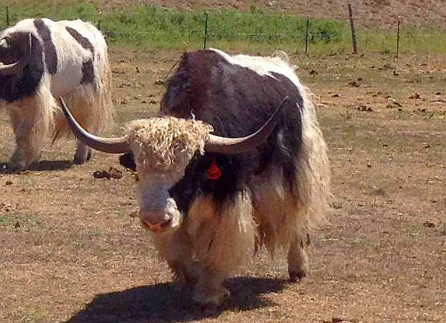 Yaks for Sale – Hay Springs Yaks