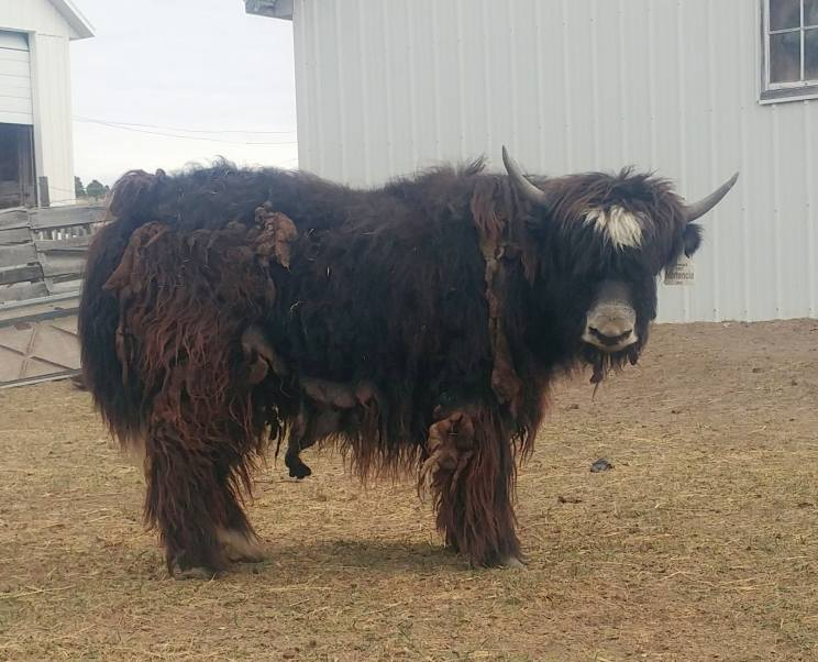 Yaks for Sale – Hay Springs Yaks